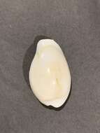 Image of Ivory Cowry