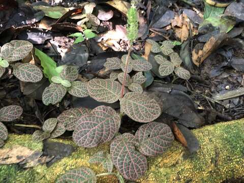 Fittonia albivenis (Lindl. ex Veitch) R. K. Brummitt resmi