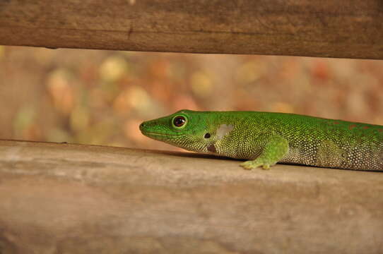 Image of Madagascar Day Gecko