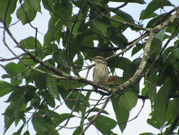 Image of Myiodynastes maculatus chapmani Zimmer & JT 1937