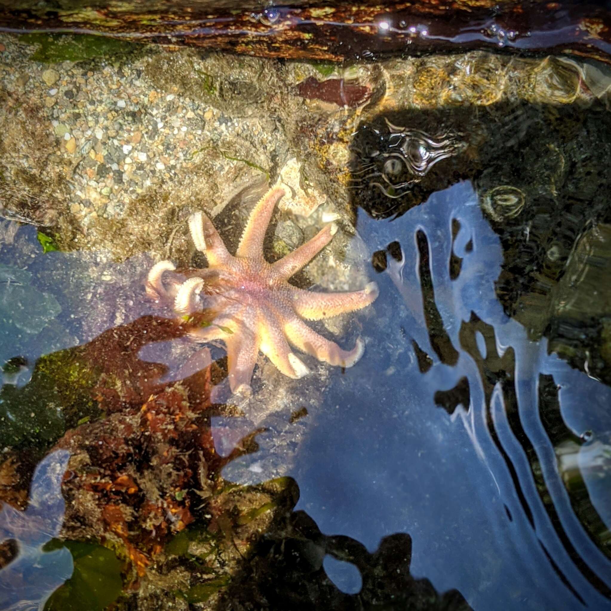 Image of Morning sun star