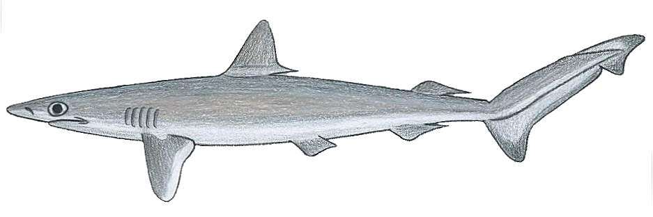 Image of Brazilian Sharpnose Shark