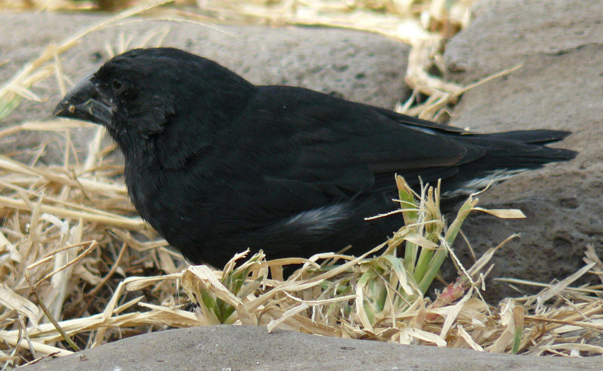 Image of Espanola Cactus Finch