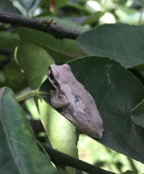 Litoria dentata (Keferstein 1868) resmi