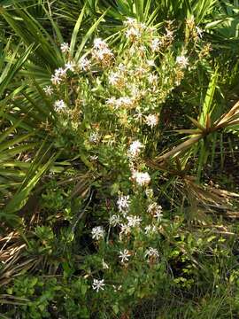 Image of flyweed