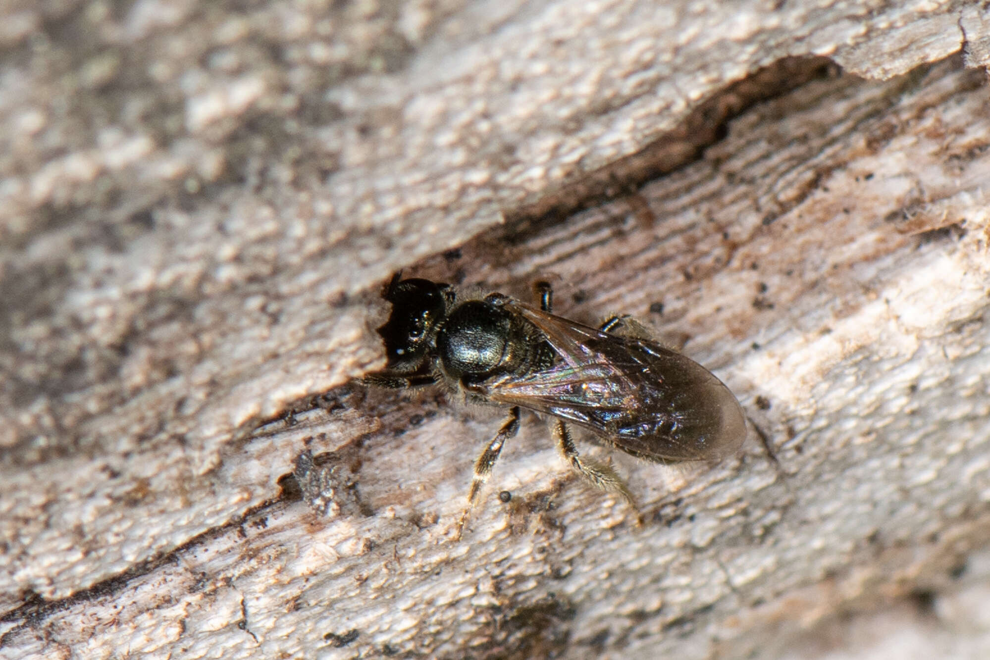 Image of Lasioglossum subviridatum (Cockerell 1938)