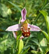 Image of Bee orchid