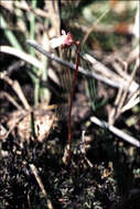 Image of Utricularia tenella R. Br.