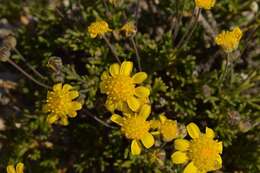 Image of Euryops pleiodontus B. Nordenst.