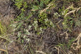 Image of spreading bedstraw