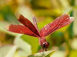 Image of Neurothemis terminata Ris 1911