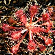 Image of pink sundew