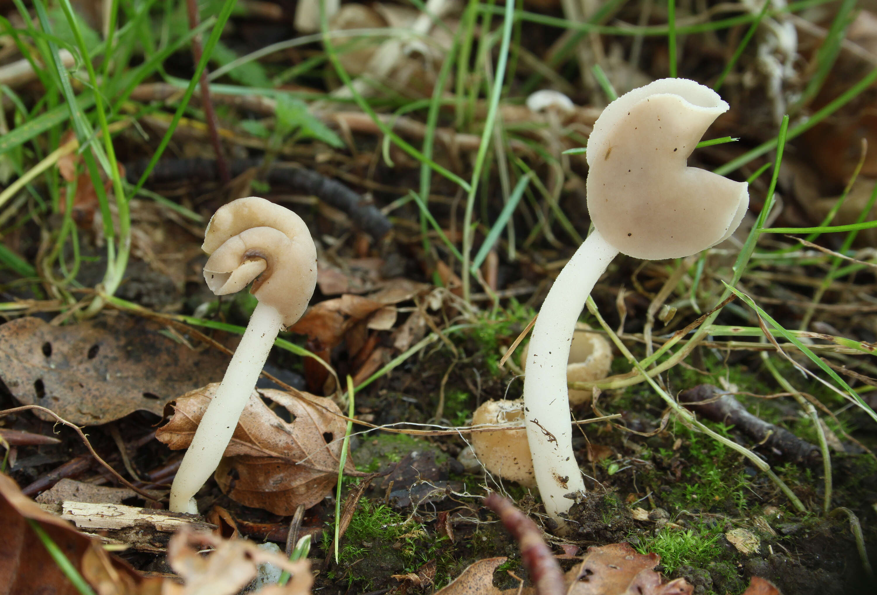 Imagem de Helvella ephippium Lév. 1841