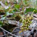 Image of Grevillea bedggoodiana J. H. Willis ex Mc Gill.