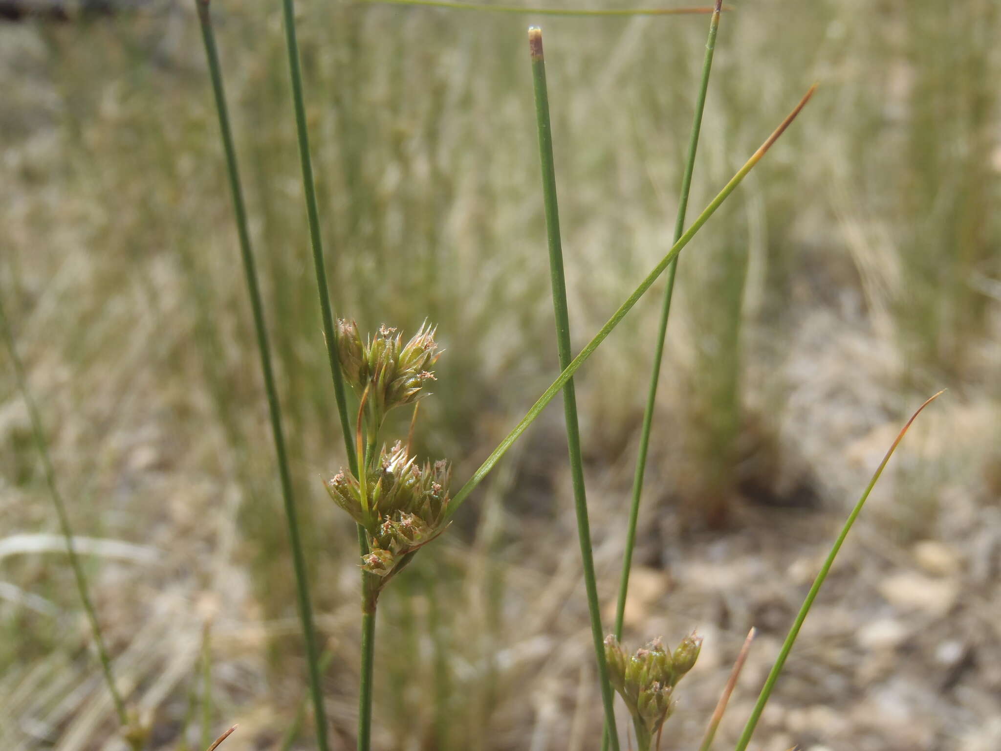 Image de Juncus interior Wiegand