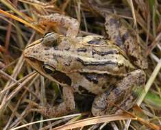 Image of Altai Brown Frog (Altai Mountains Populations)