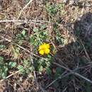 Imagem de Oxalis perdicaria (Mol.) Gunckel