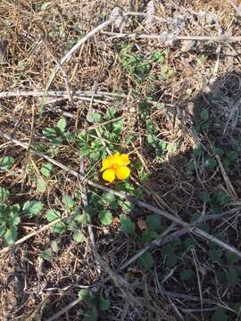 Image of Oxalis perdicaria (Mol.) Gunckel