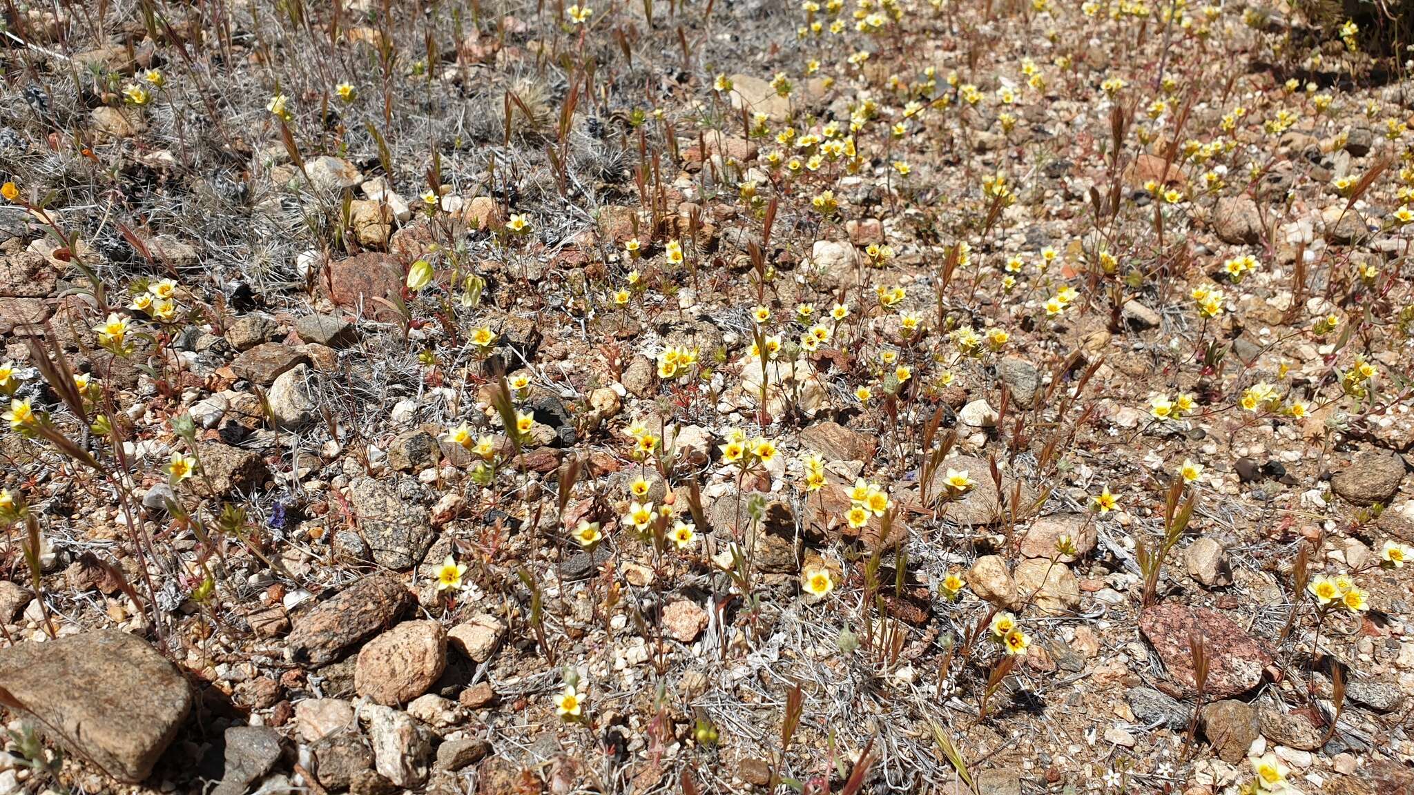 Plancia ëd Leptosiphon lemmonii (A. Gray) J. M. Porter & L. A. Johnson