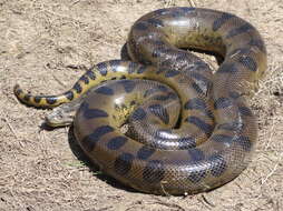 Image of Green anaconda