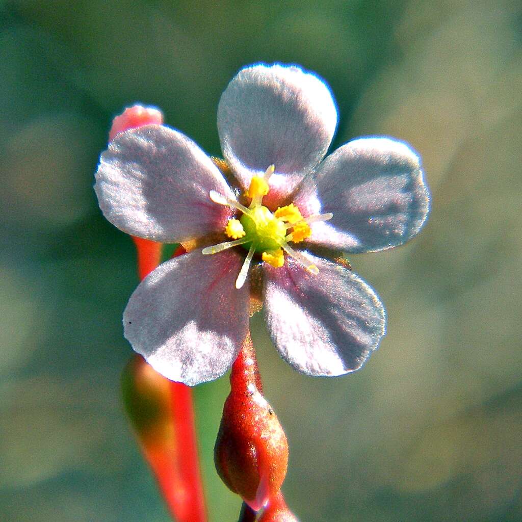 Image of pink sundew