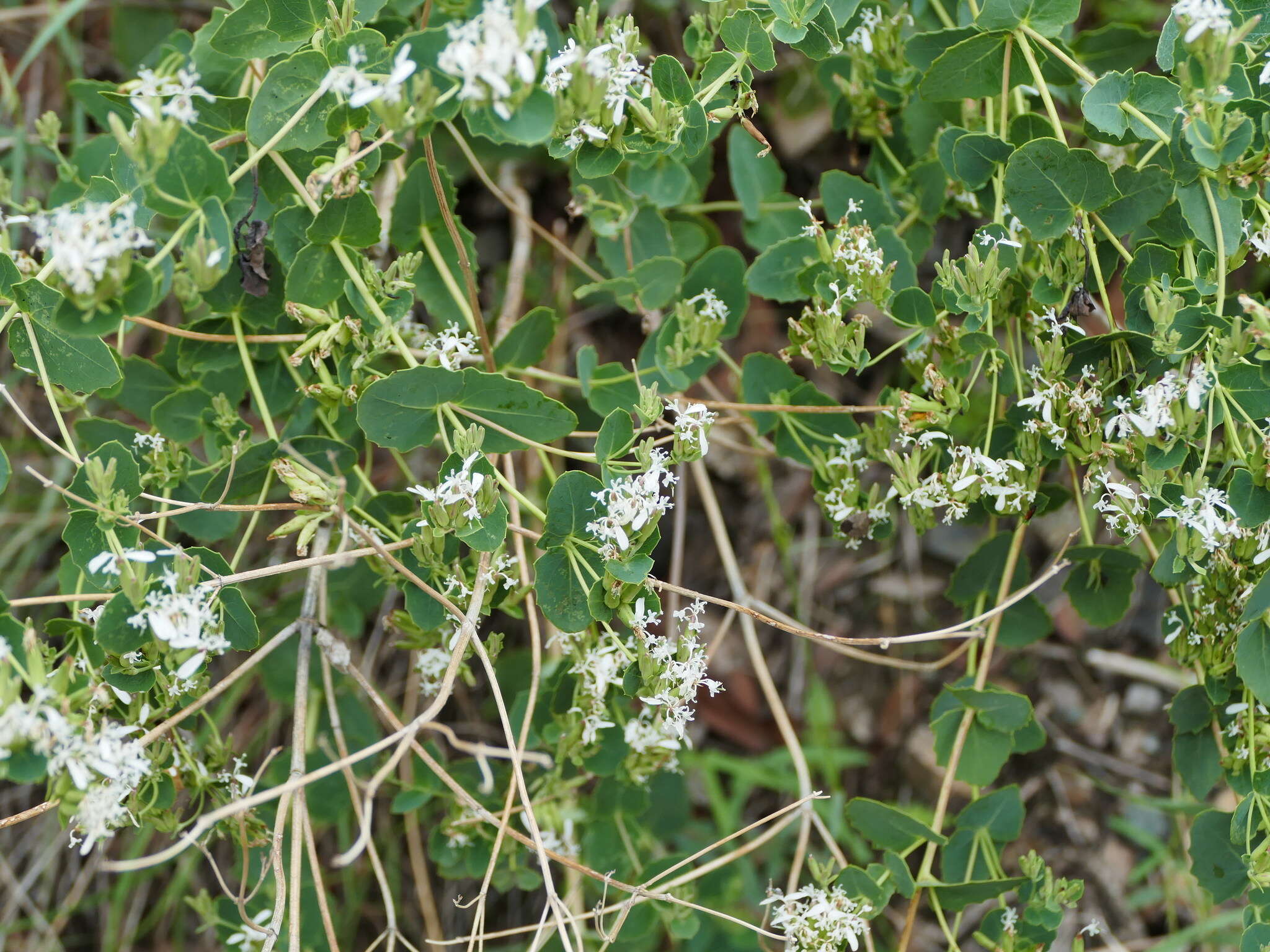 Image of Apache plant