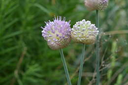 Image of Allium hymenorhizum Ledeb.