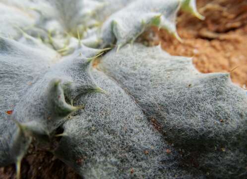 Image of stemless thistle