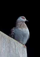 Image of Columba guinea guinea Linnaeus 1758