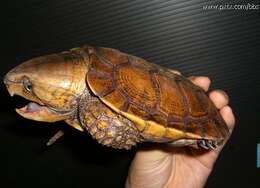Image of Big-headed Turtle