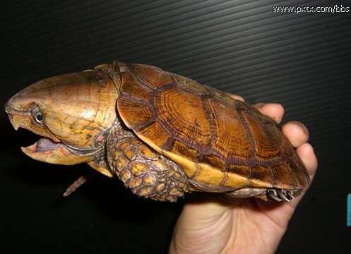 Image of Big-headed Turtle