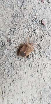 Image of One Spotted Stink Bug