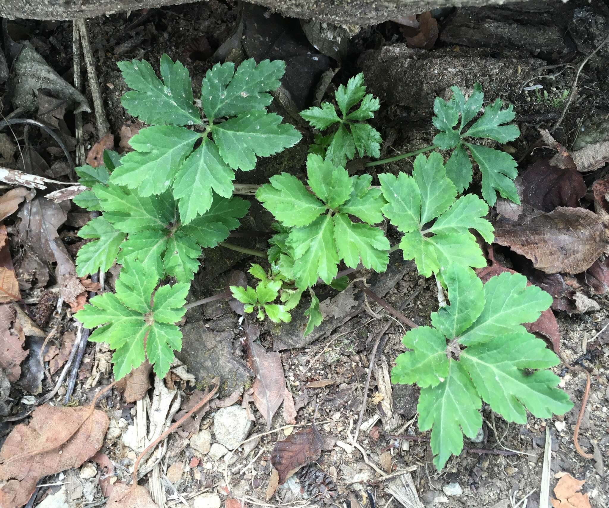 Image of Pacific Black-snakeroot