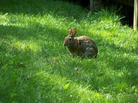 Image of eastern cottontail