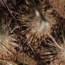 Image of Drosera broomensis Lowrie