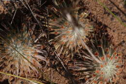 Image of Drosera broomensis Lowrie