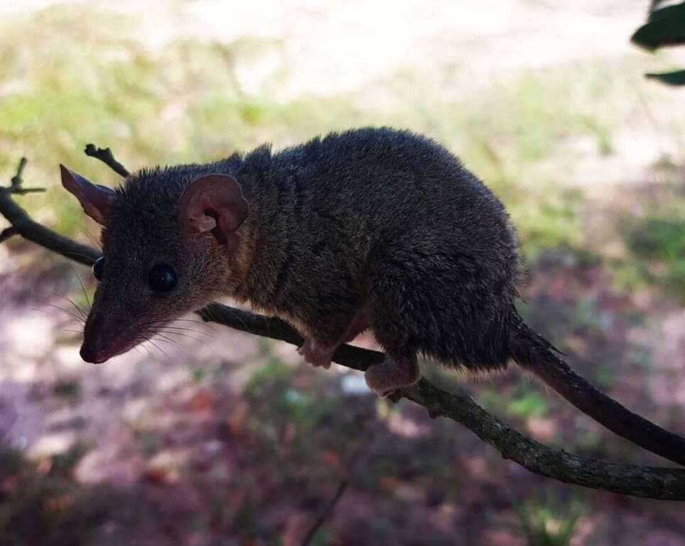 Image of Gray Short-tailed Opossum