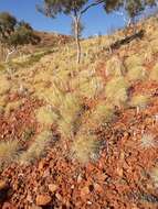 Image of Ptilotus calostachyus F. Müll.