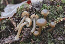 Image of Clitocybe subditopoda Peck 1889