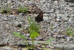 Image of Gray Comma