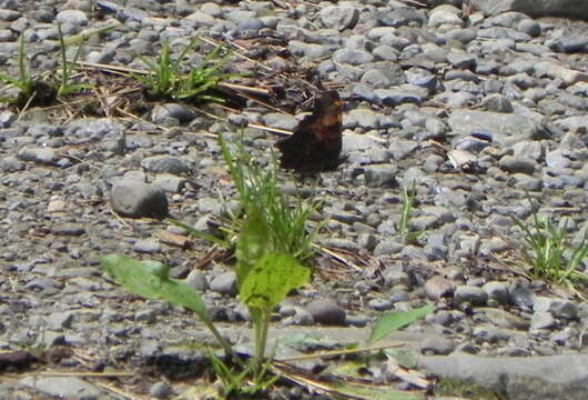 Imagem de Polygonia progne Cramer 1775