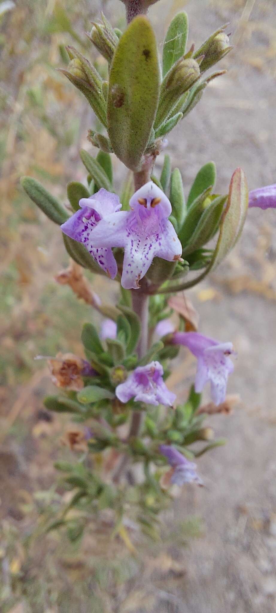 Plancia ëd Clinopodium chilense (Benth.) Govaerts