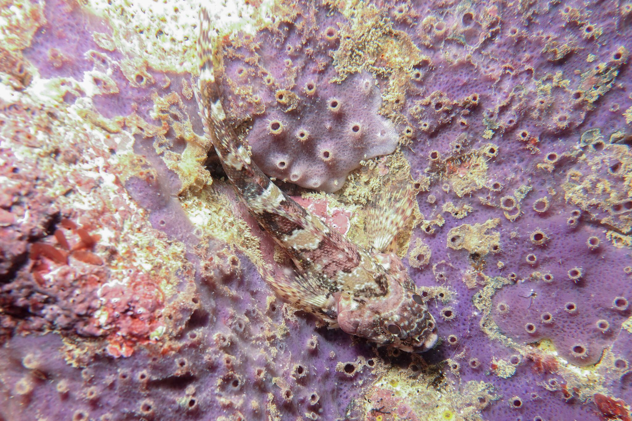 Image of New Zealand Scaly-headed Triplefin