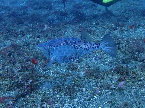 Image of Horn-nosed boxfish