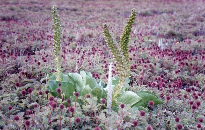 Image of kerguelen cabbage