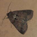 Image of Pantydia metaspila Walker 1857