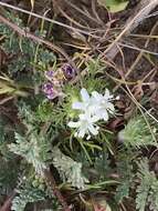 Image of Baker's navarretia