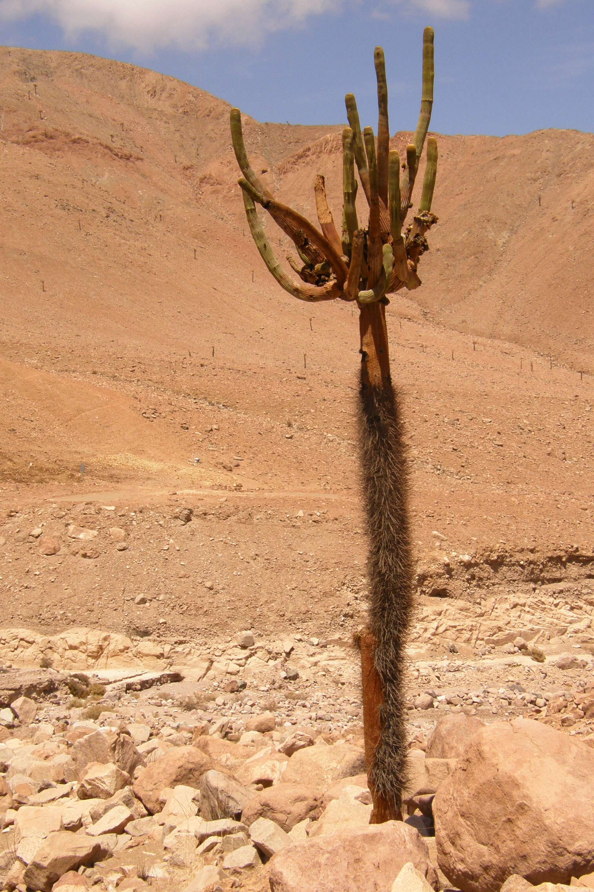 Image of Browningia candelaris (Meyen) Britton & Rose