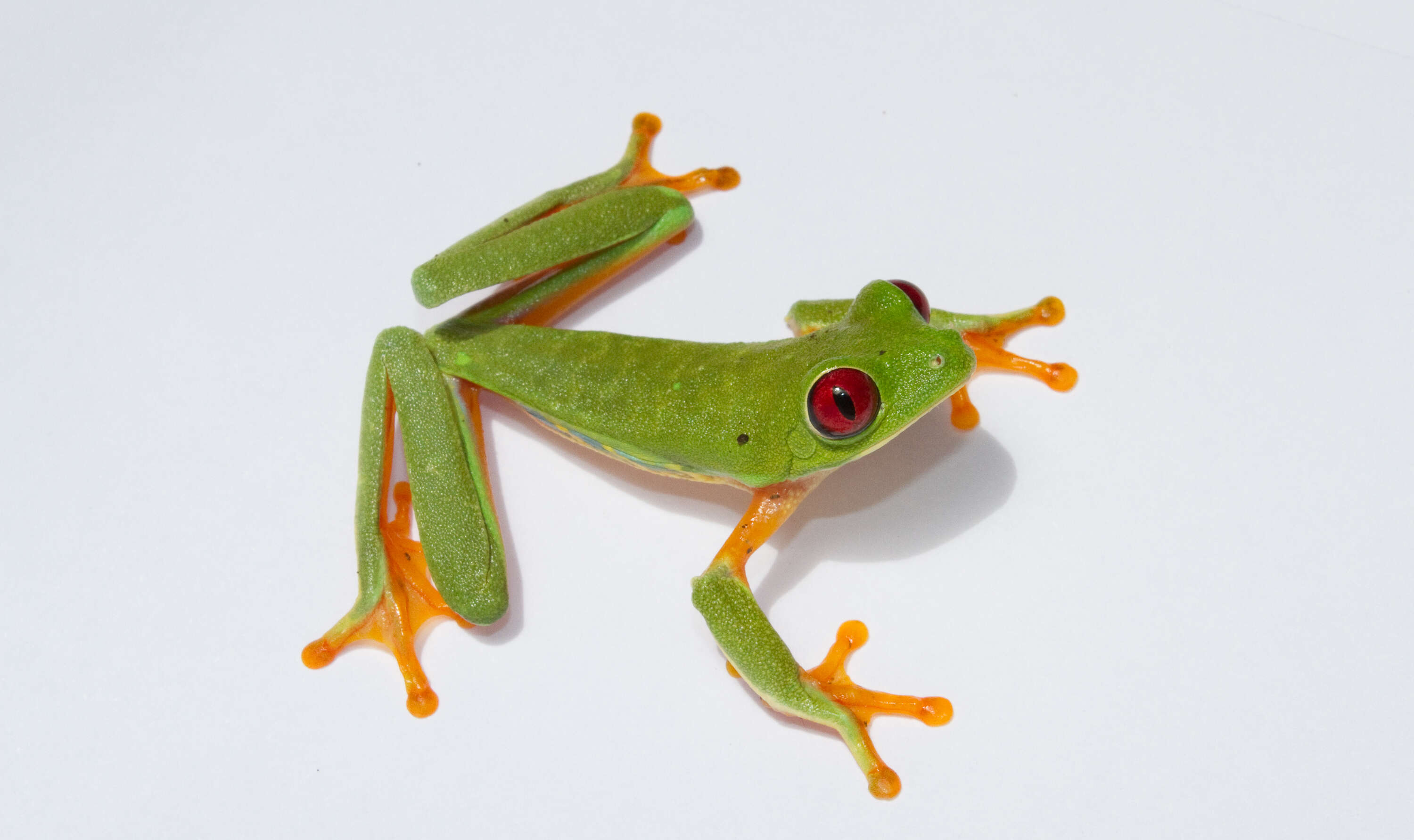 Image of Red-eyed Leaf frog