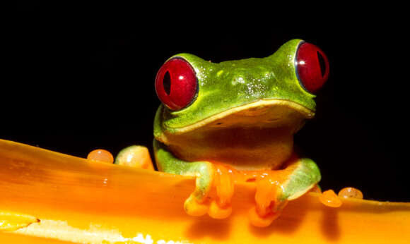 Image of Red-eyed Leaf frog